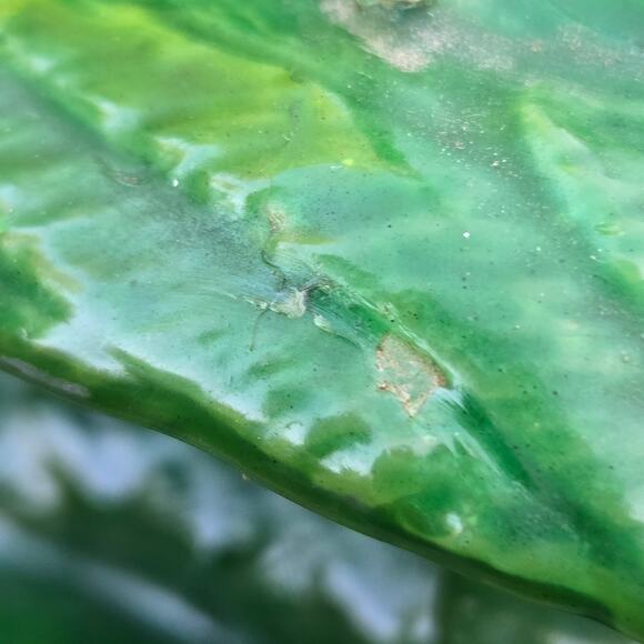 Mythical Candle Two Headed Green Dragon Red Eyes Holding Sphere Unburned *read* - Picture 13 of 15